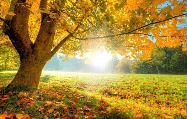 Autumn Tree Care and Tree Trimming