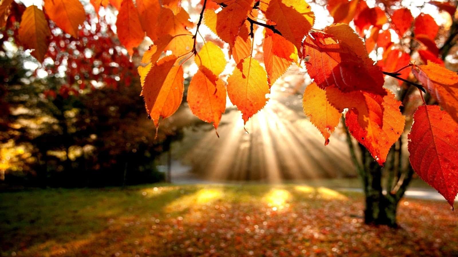 Preparing your garden for Autumn