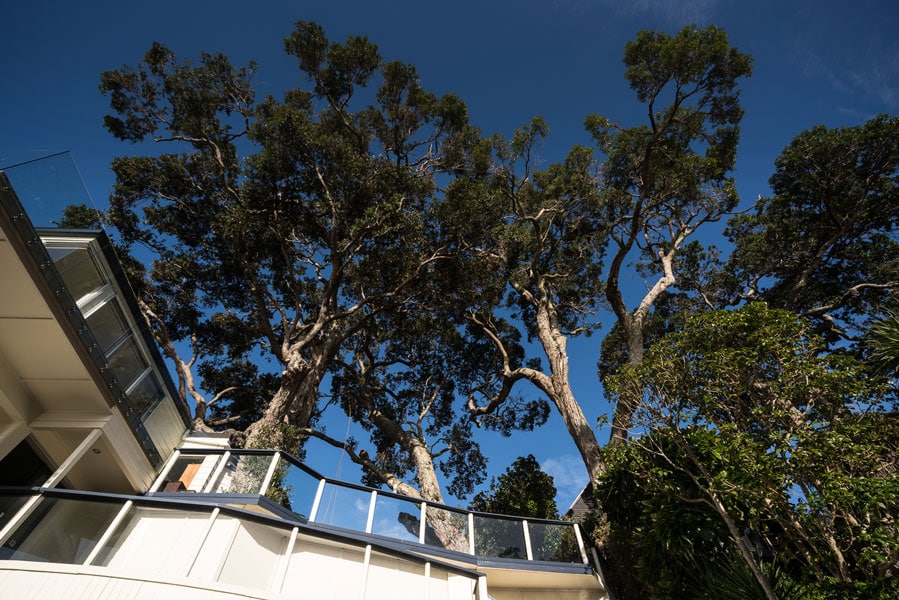 What Can An Auckland Arborist Do On My Property?