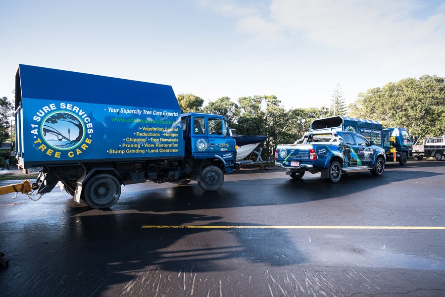 What Are The Signs I Need Tree Removal in Auckland?