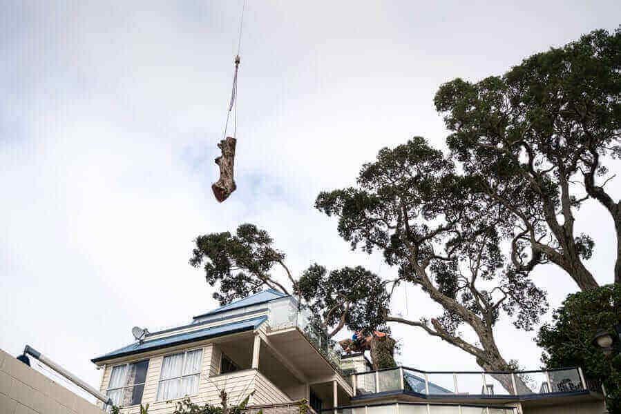 How to know if your tree is Hazardous