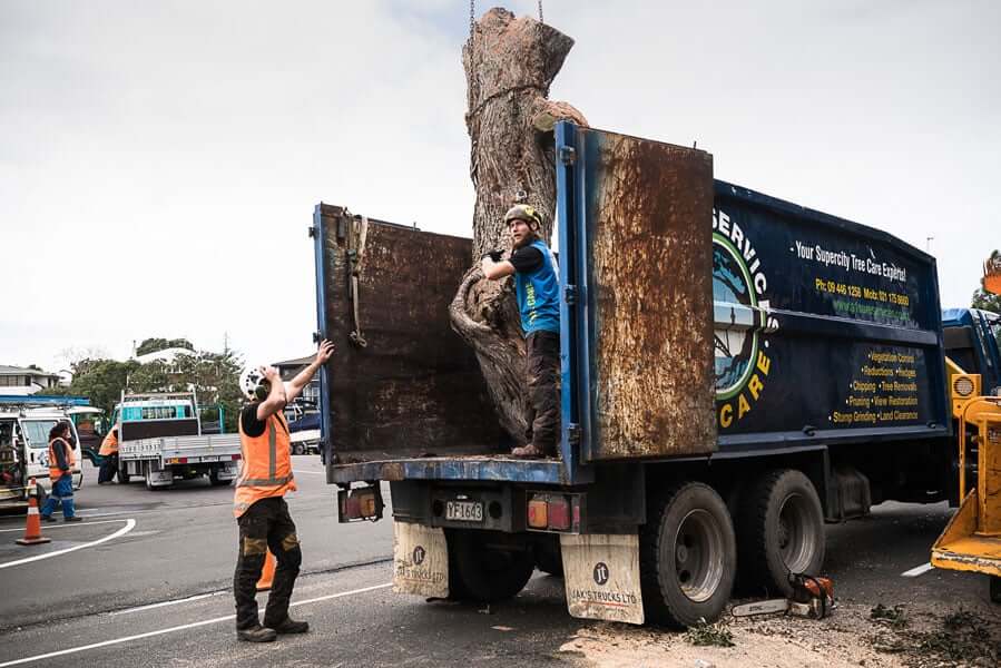 Tree Removal Services – What Should You Know