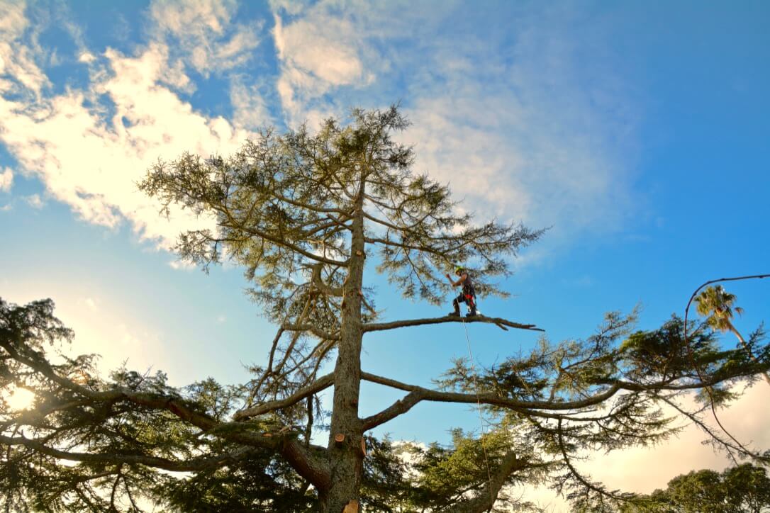 How Dead Tree Removal Can Save Your Land