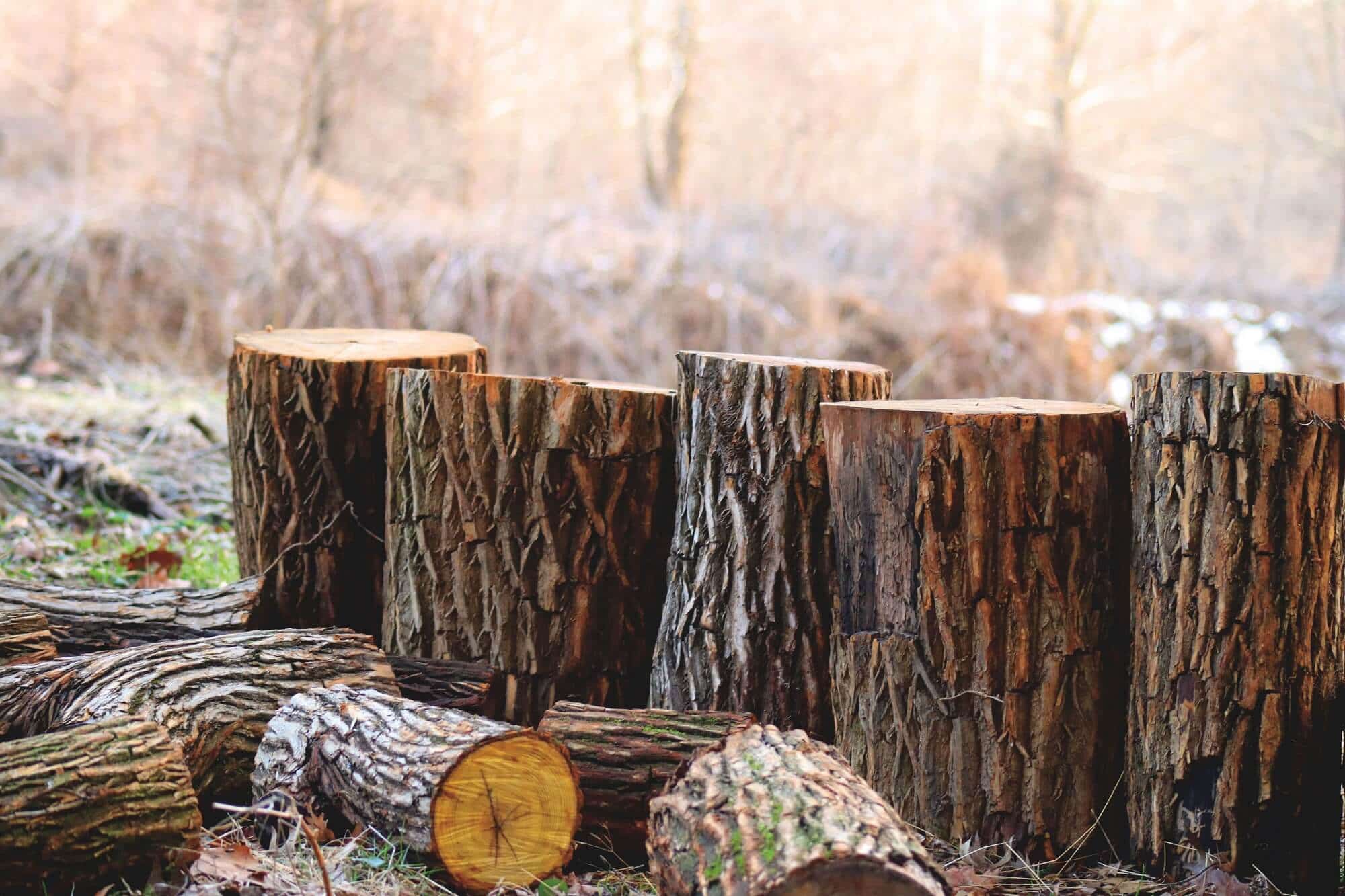 How To Protect Your Trees From Pests And Avoid Tree Removal