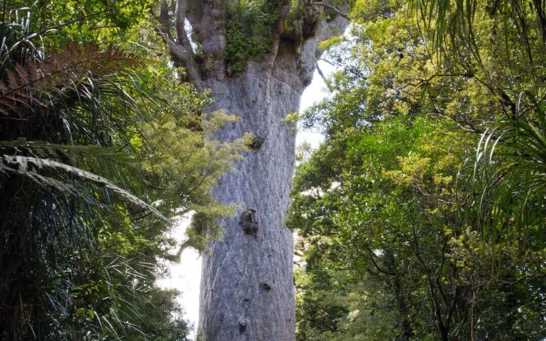 Check Before You Chop: All About Protected Trees