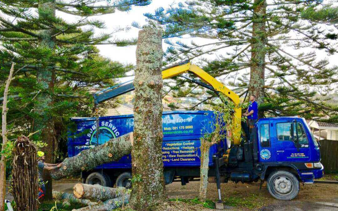 Land Clearing And Tree Removal In Auckland
