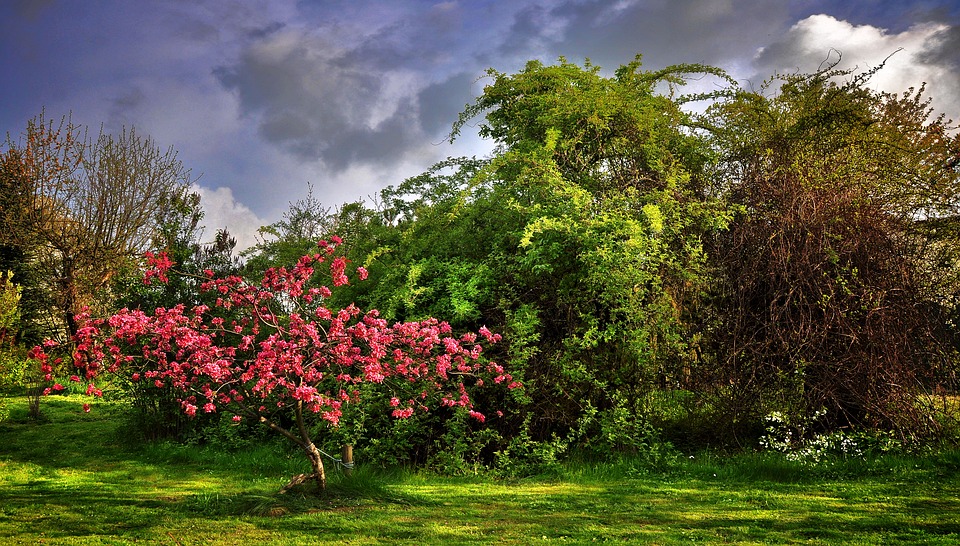 Tips for Tree Care in Spring