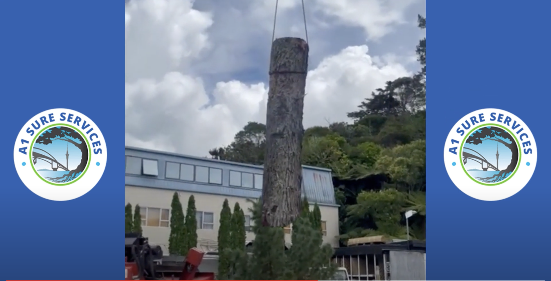Video Of A Large-Scale Tree Removal Operation