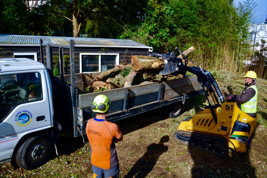 Why It Is Important To Replant After Tree Removal In Auckland