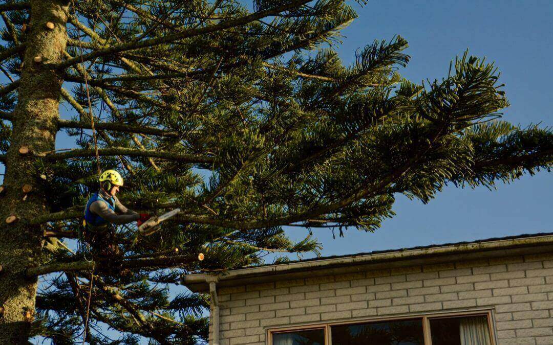 What Is Involved In Tree Removal In Auckland?