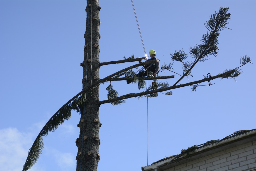 The Difference Between Tree Removal and Tree Felling