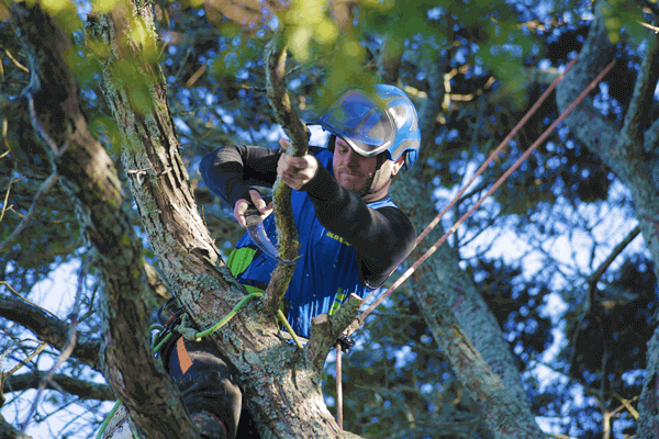 Why Do You Need An Arborist With Insurance?
