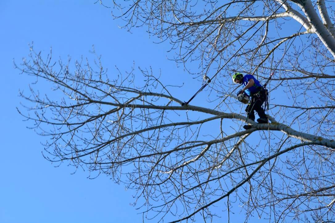 Tree Maintenance And Tree Removal This Winter