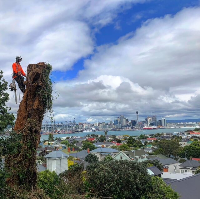 The History and Evolution of Arboriculture as a Profession