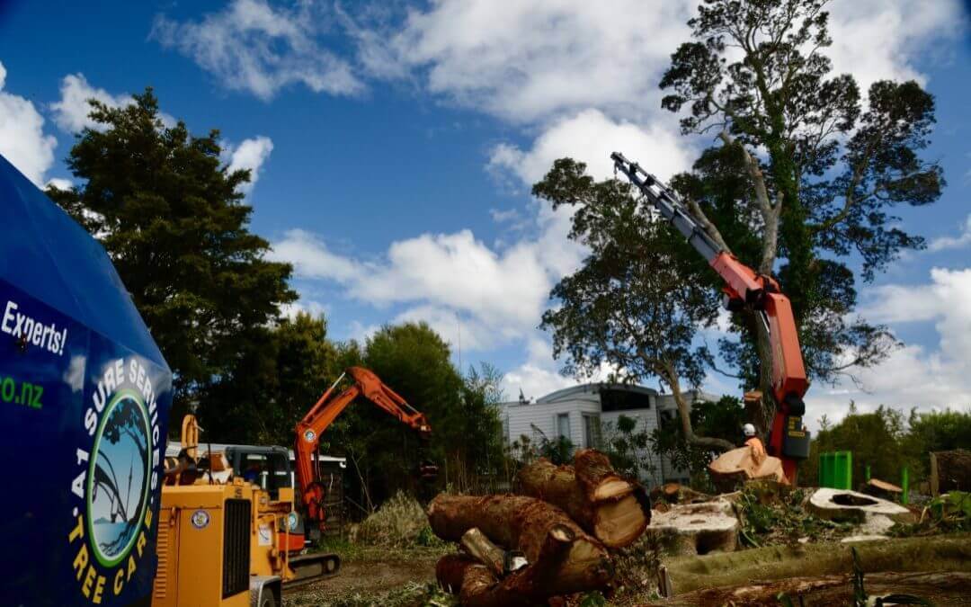 Importance of Tree Removal – Why you should cut down a tree?