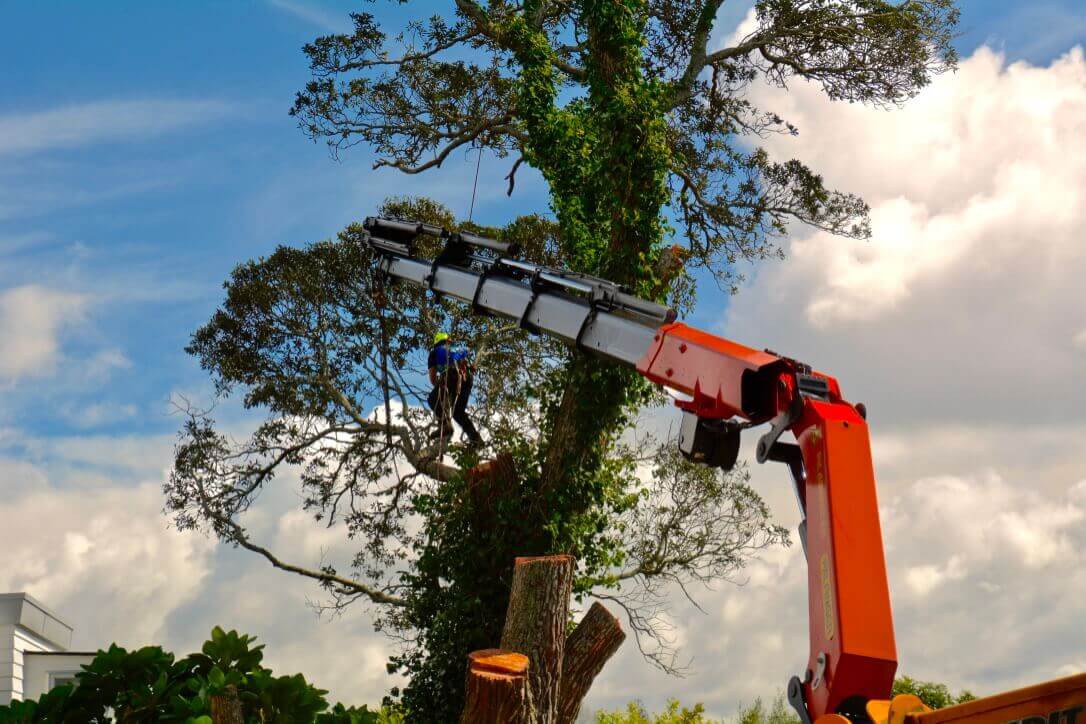 Dead Tree Removal And Why It’s Necessary