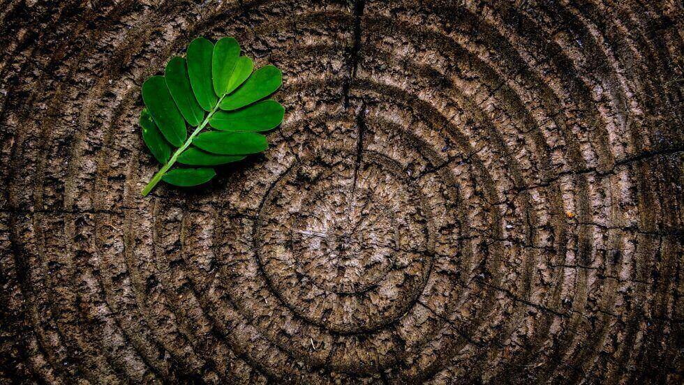 Why Tree Removals In The New Year Will Benefit Your Land