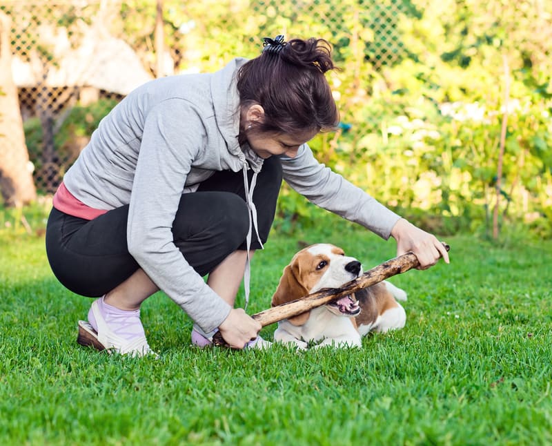 Barking Up The Right Tree: A Guide to Dog-Safe Gardening