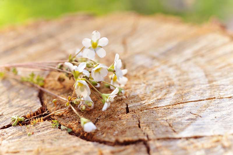 Dangers of keeping a tree stump in your garden