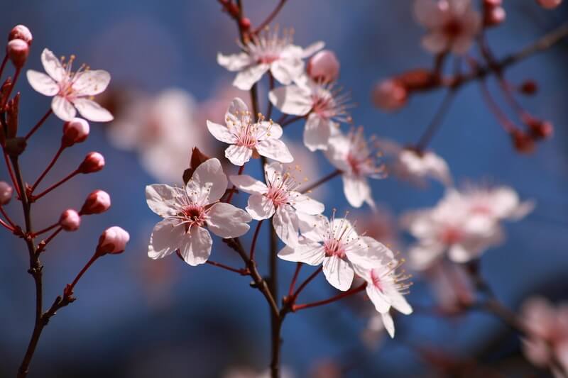 Caring For Your Trees This Spring