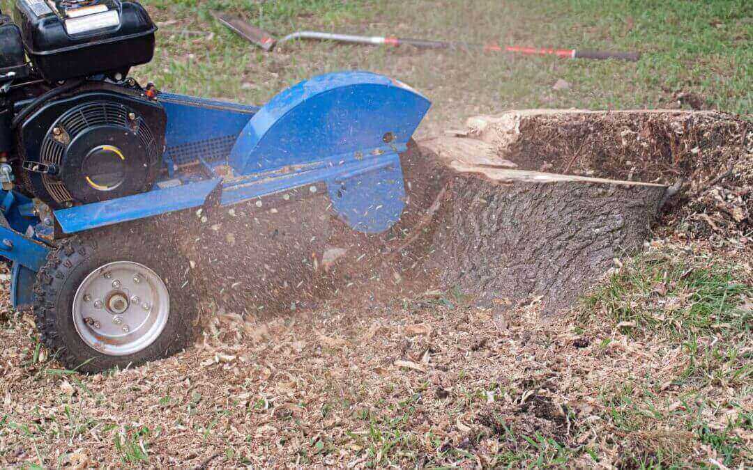 Why Stump Grinding is Important after Tree Removal