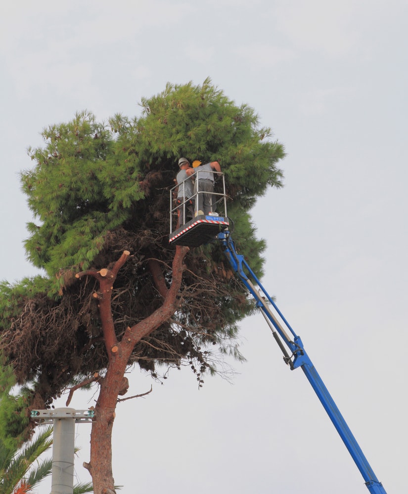 Tree-Topping: What It Is, and Why You Should Never Do It