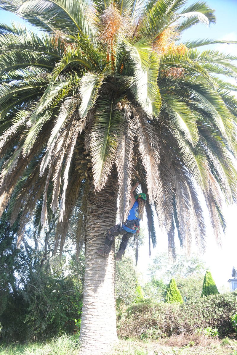 More Tips For Palm Tree Trimming and Care
