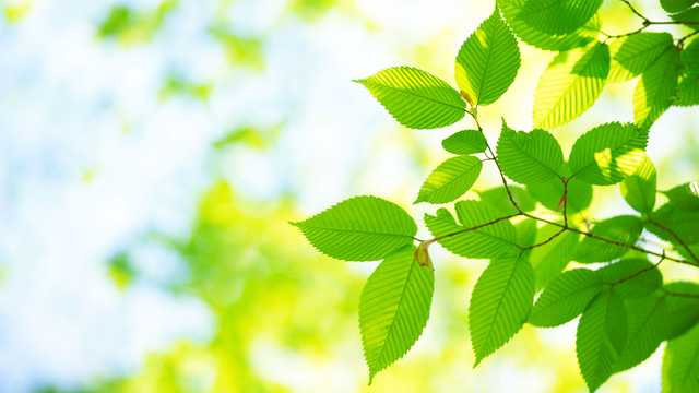 Preparing Your Garden For Summer