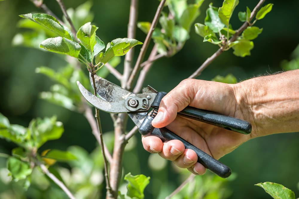 Tree Pruning 101