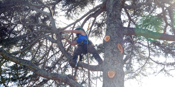 Sometimes Tree Removal is Necessary
