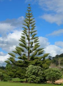 Auckland's trees