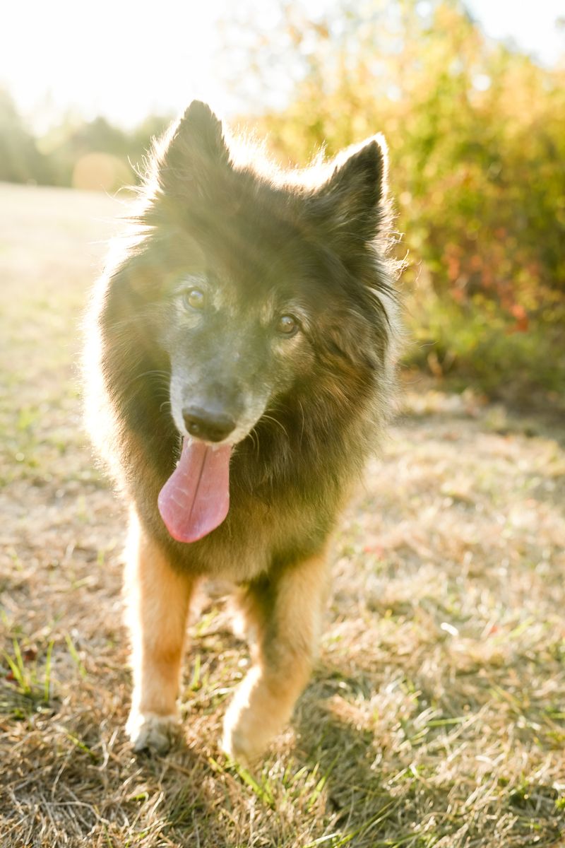 One of Tilly and Stolen looking at the camera in golden afternoon light