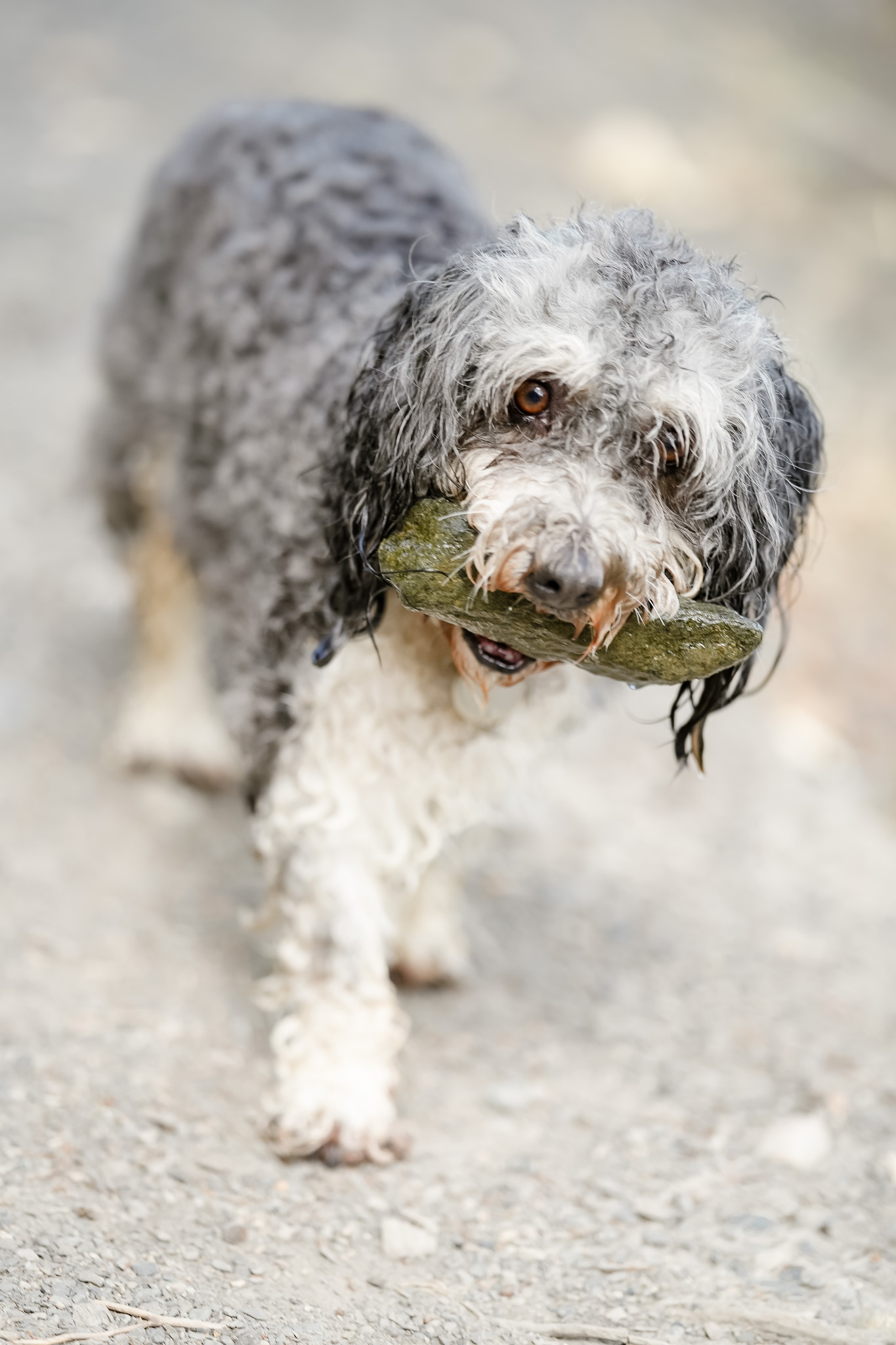 Suki carrying a smooth rock while walking toward the camera