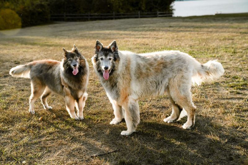 Tilly and Stolen standing together in a field in warm afternoon light