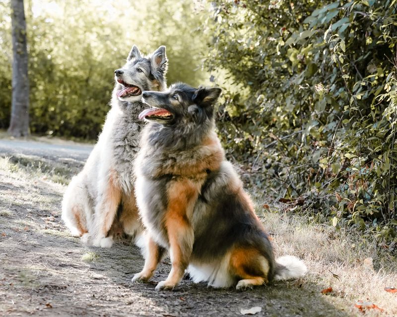 Tilly and Stolen sitting together outdoors