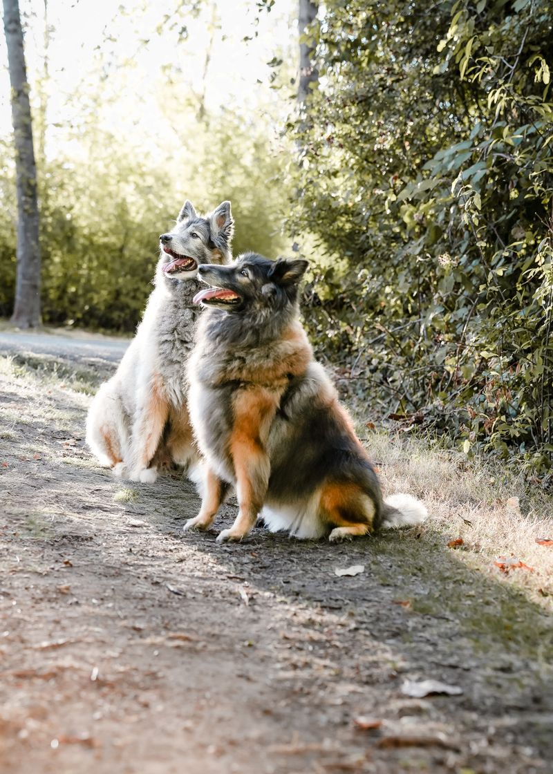 Two Belgian Shepherd dogs together outdoors