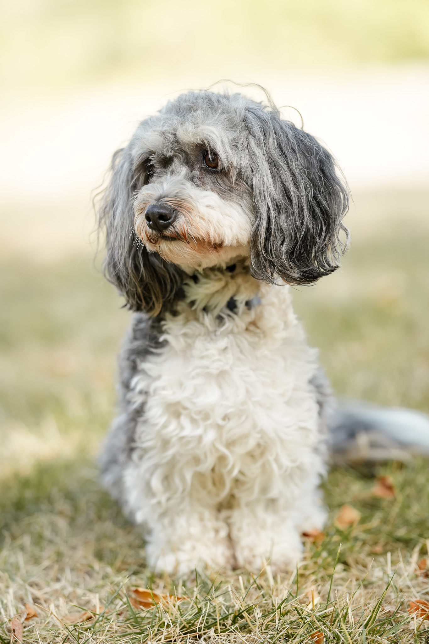 Close portrait of Suki with soft golden light behind her