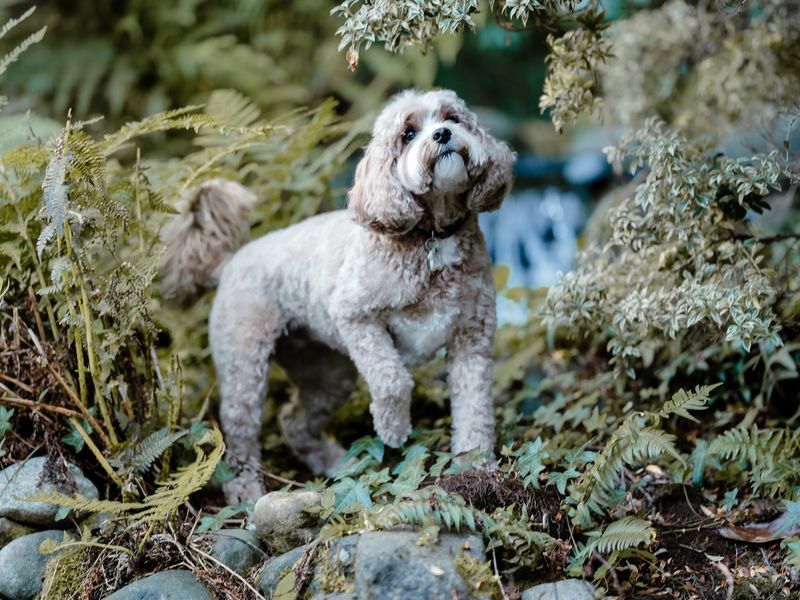 Remy, a cream-colored doodle, standing by ferns and looking up