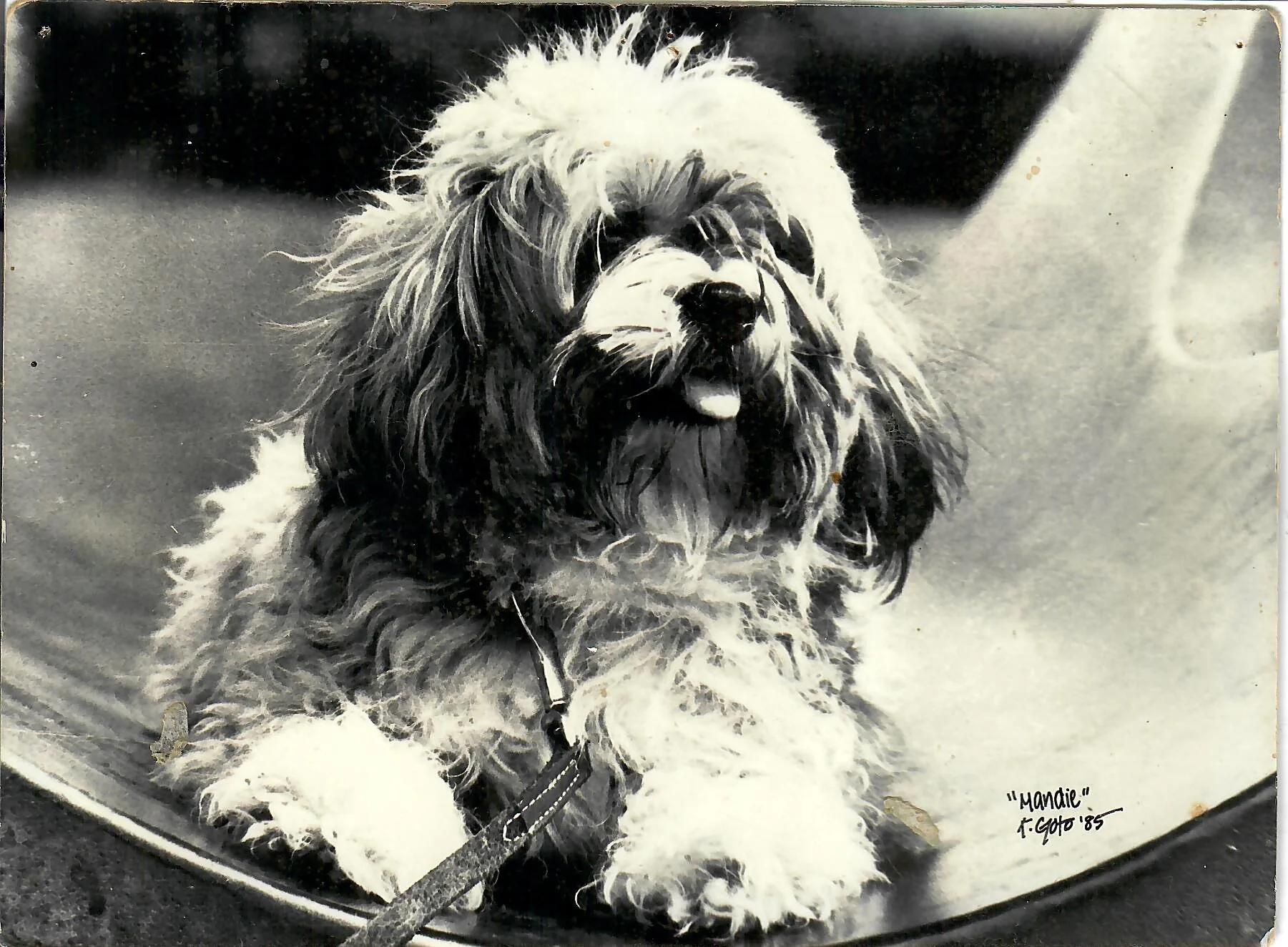 Black-and-white darkroom print of Mandie the dog, photographed in 1985