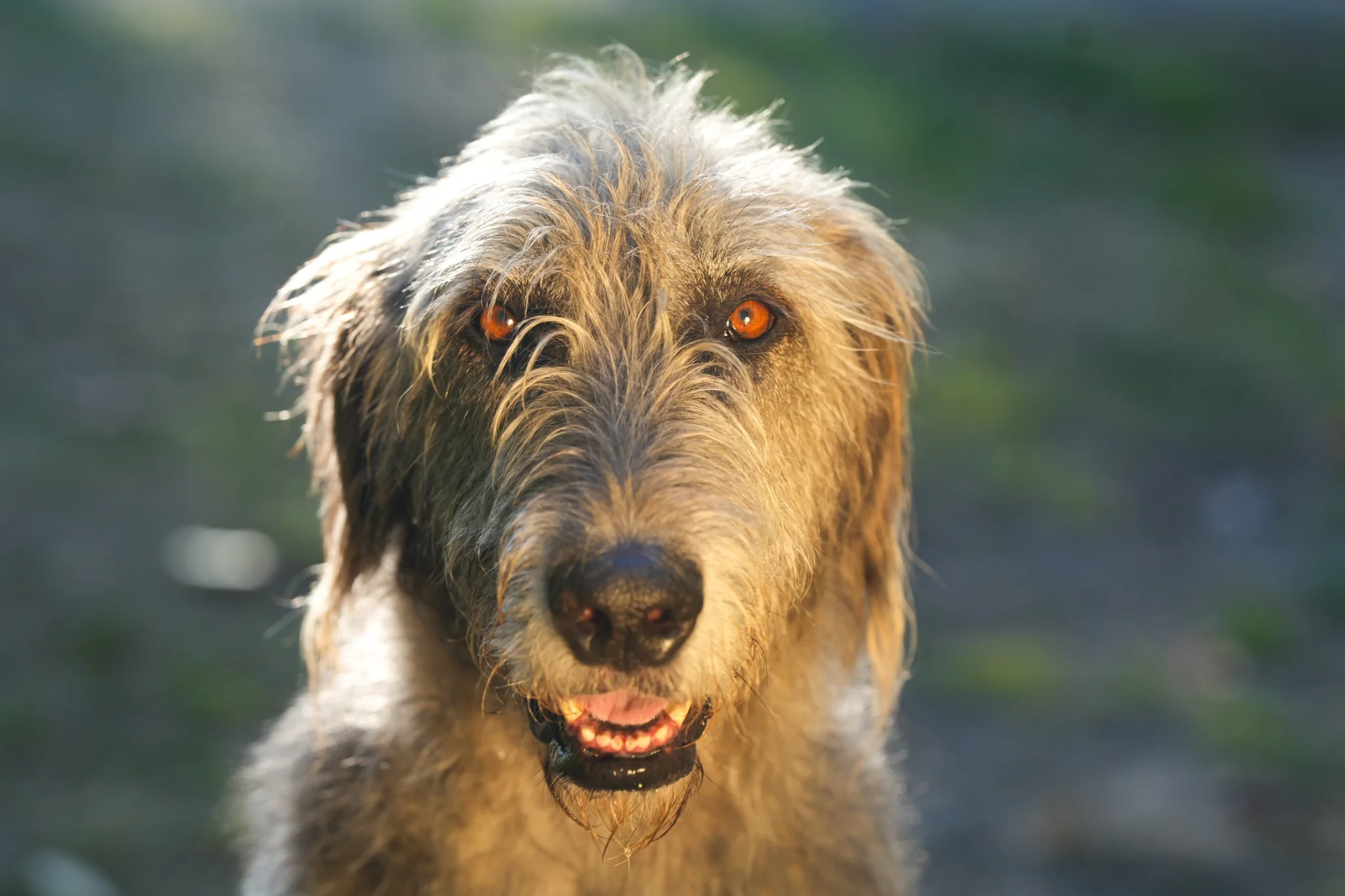 Close portrait of Grimm with warm light in his eyes