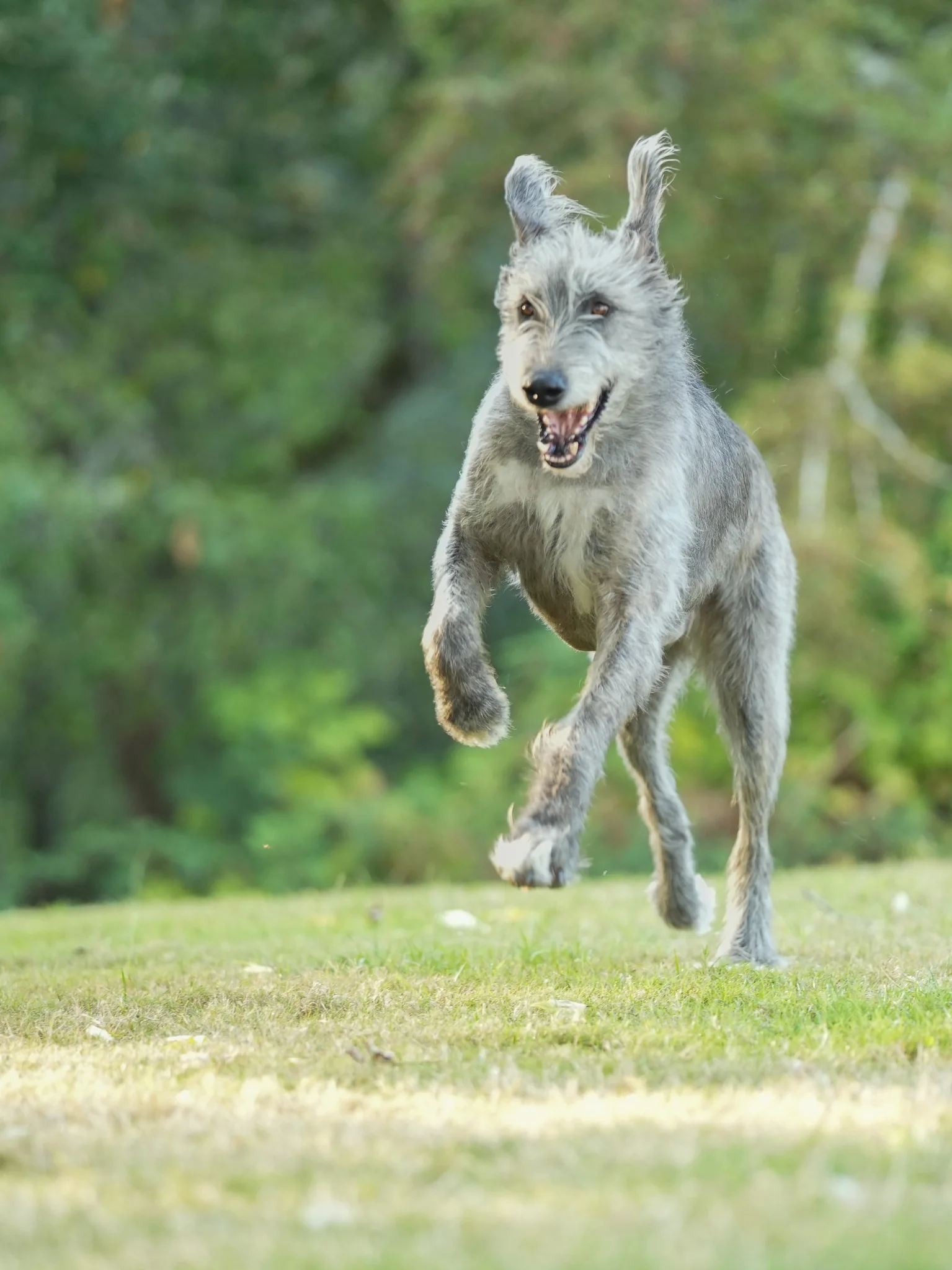 Grimm the Irish Wolfhound running across a field