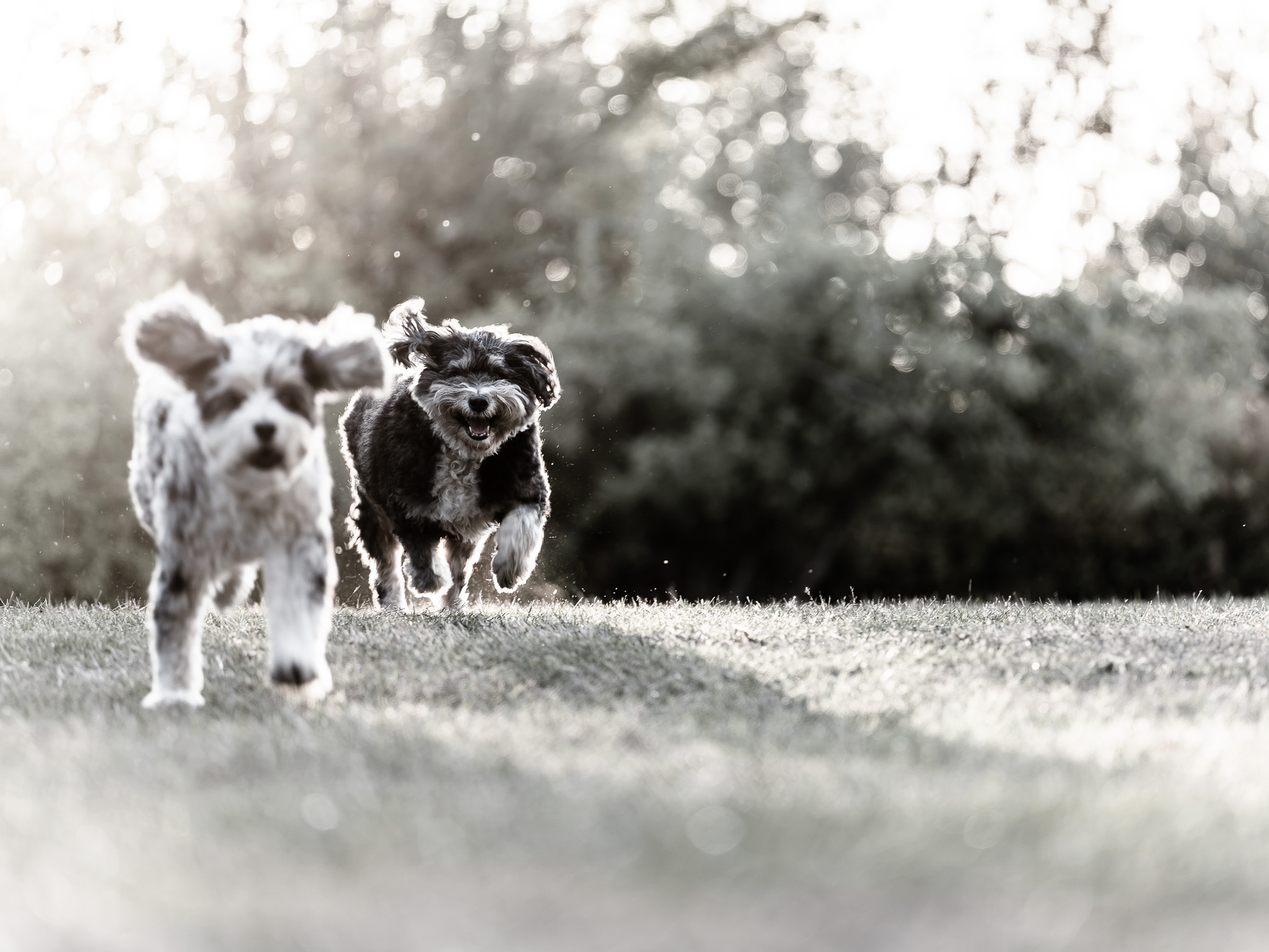 Stella and Cosmo running together across a field in a black and white photograph