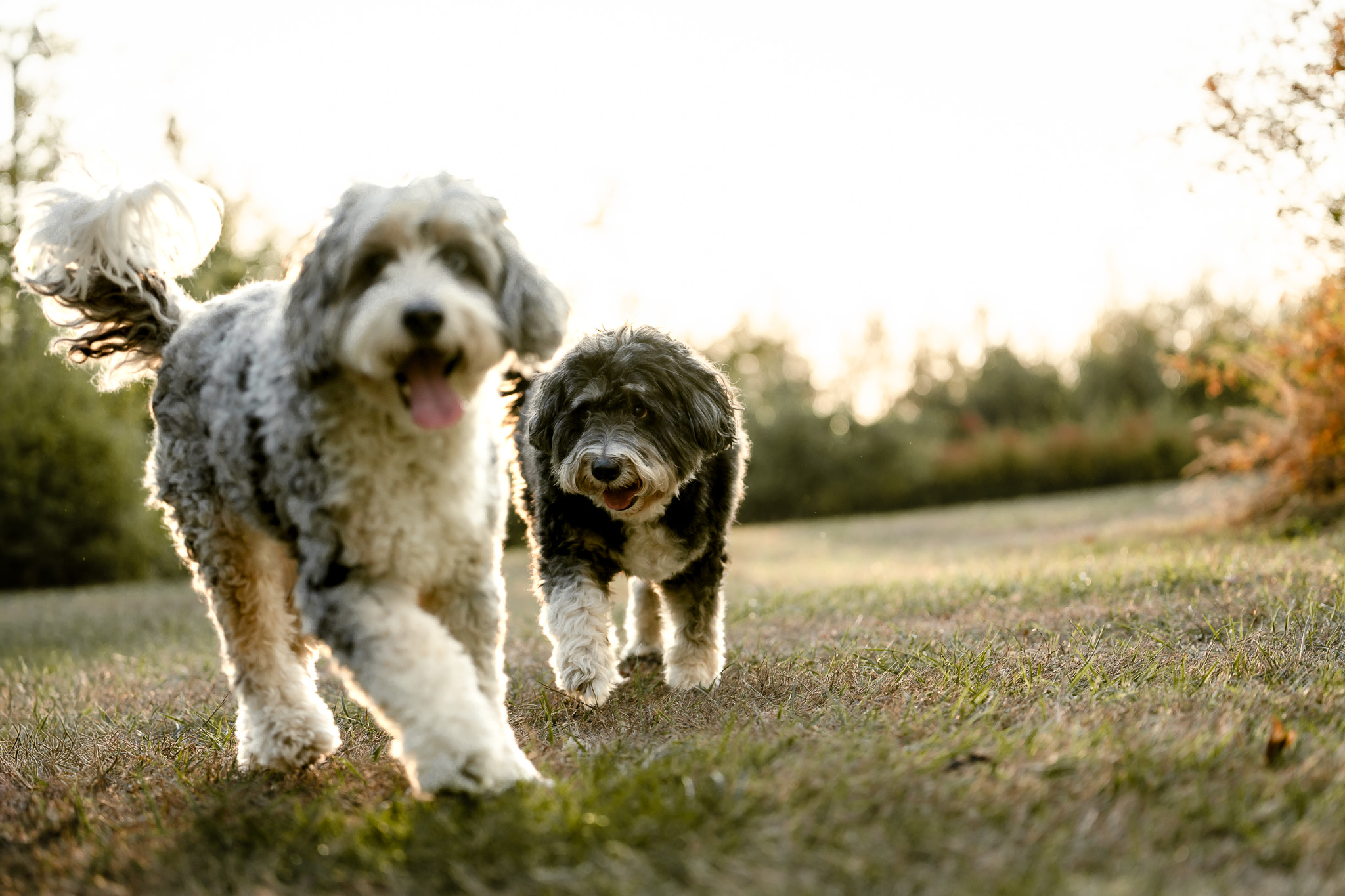 Stella and Cosmo walking toward the camera in warm evening light