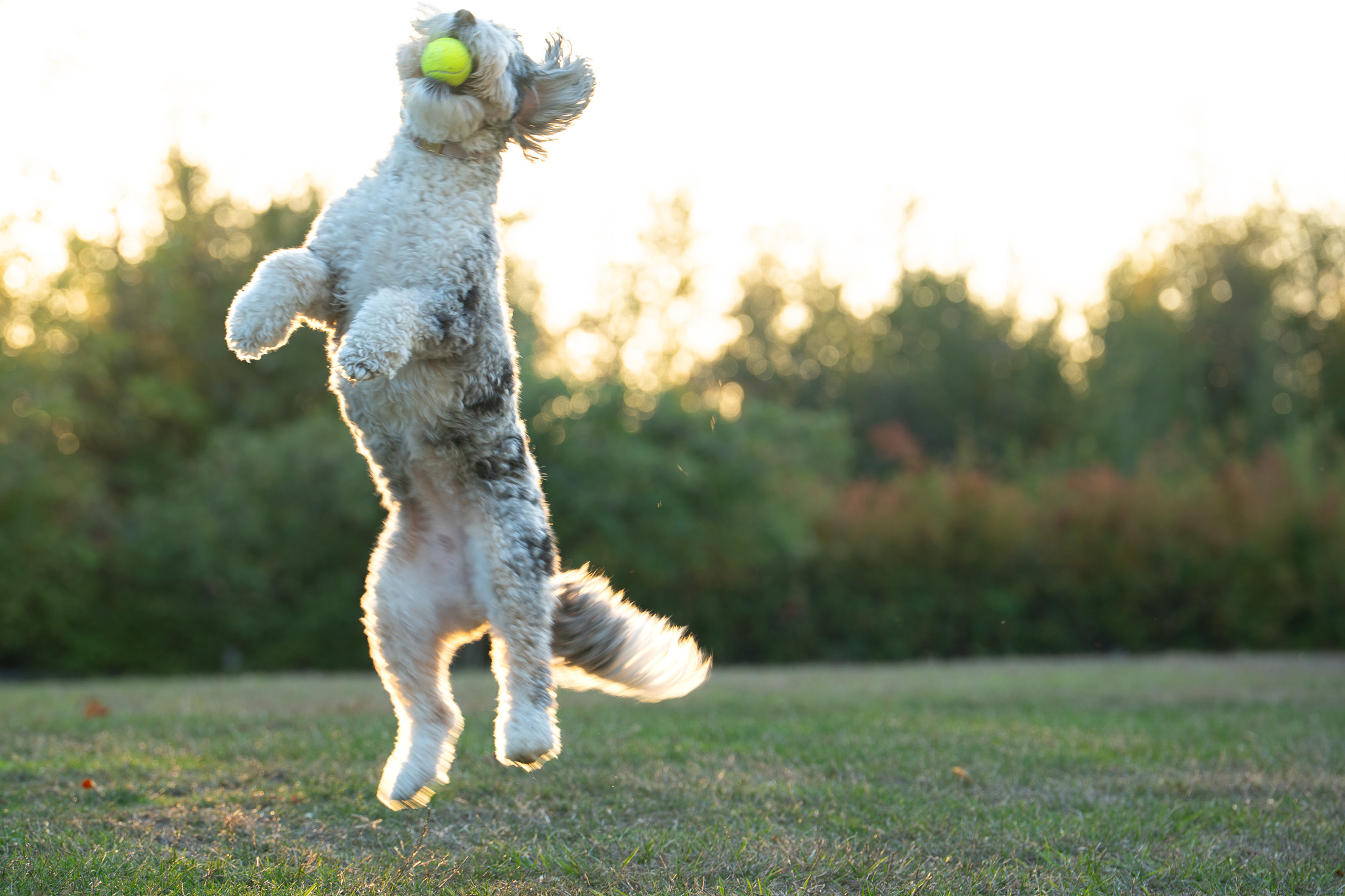 One of Stella and Cosmo jumping up to catch a tennis ball at sunset