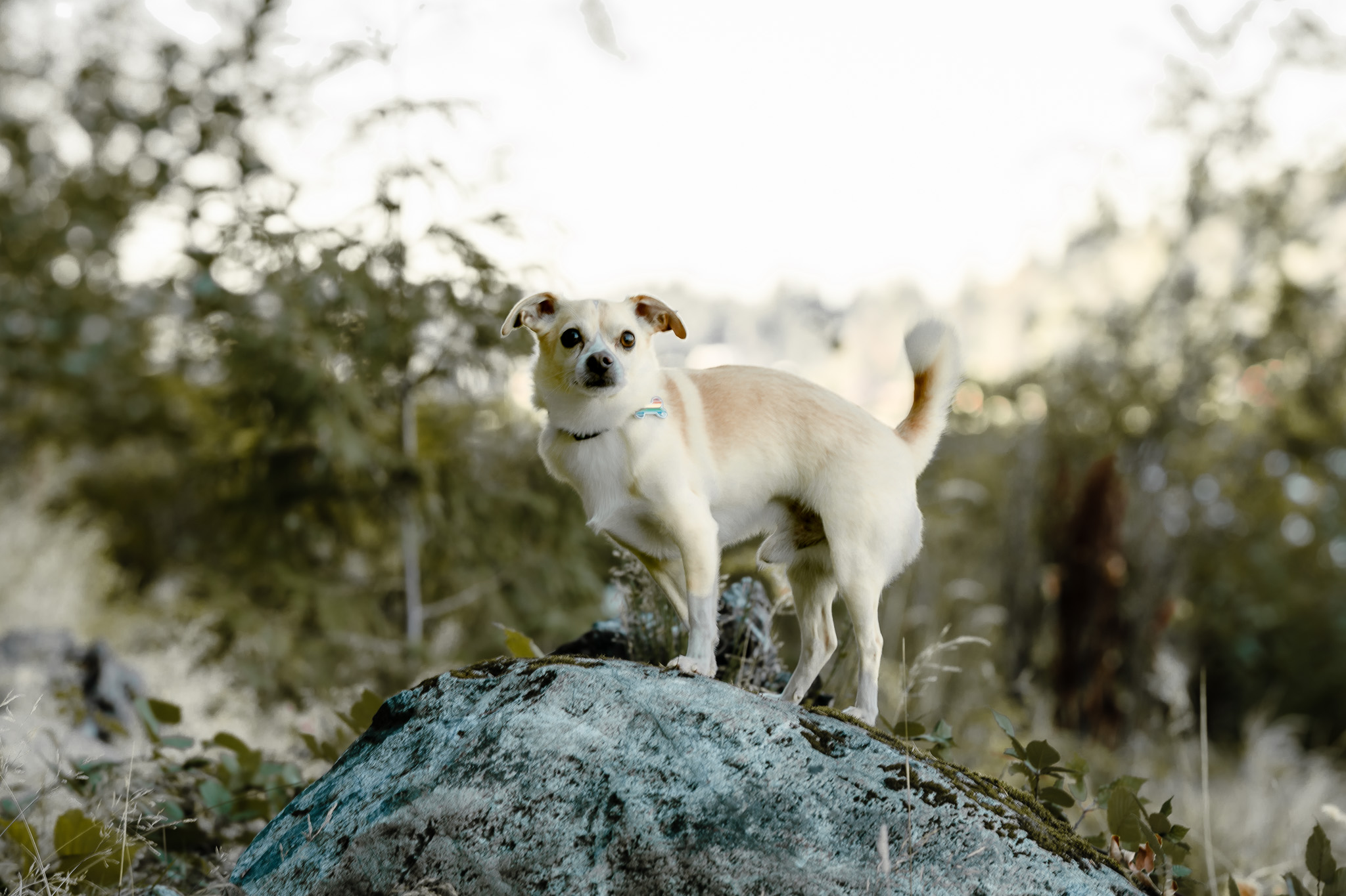 Portrait of Timon looking toward the camera