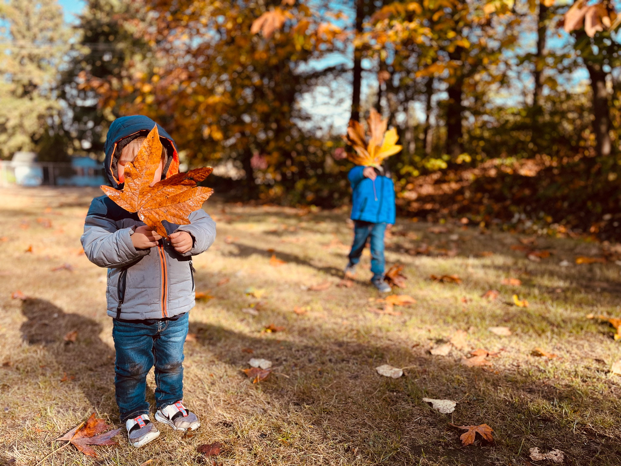 One boy holds a large autumn leaf over his face while another stands behind him with a leaf over his face