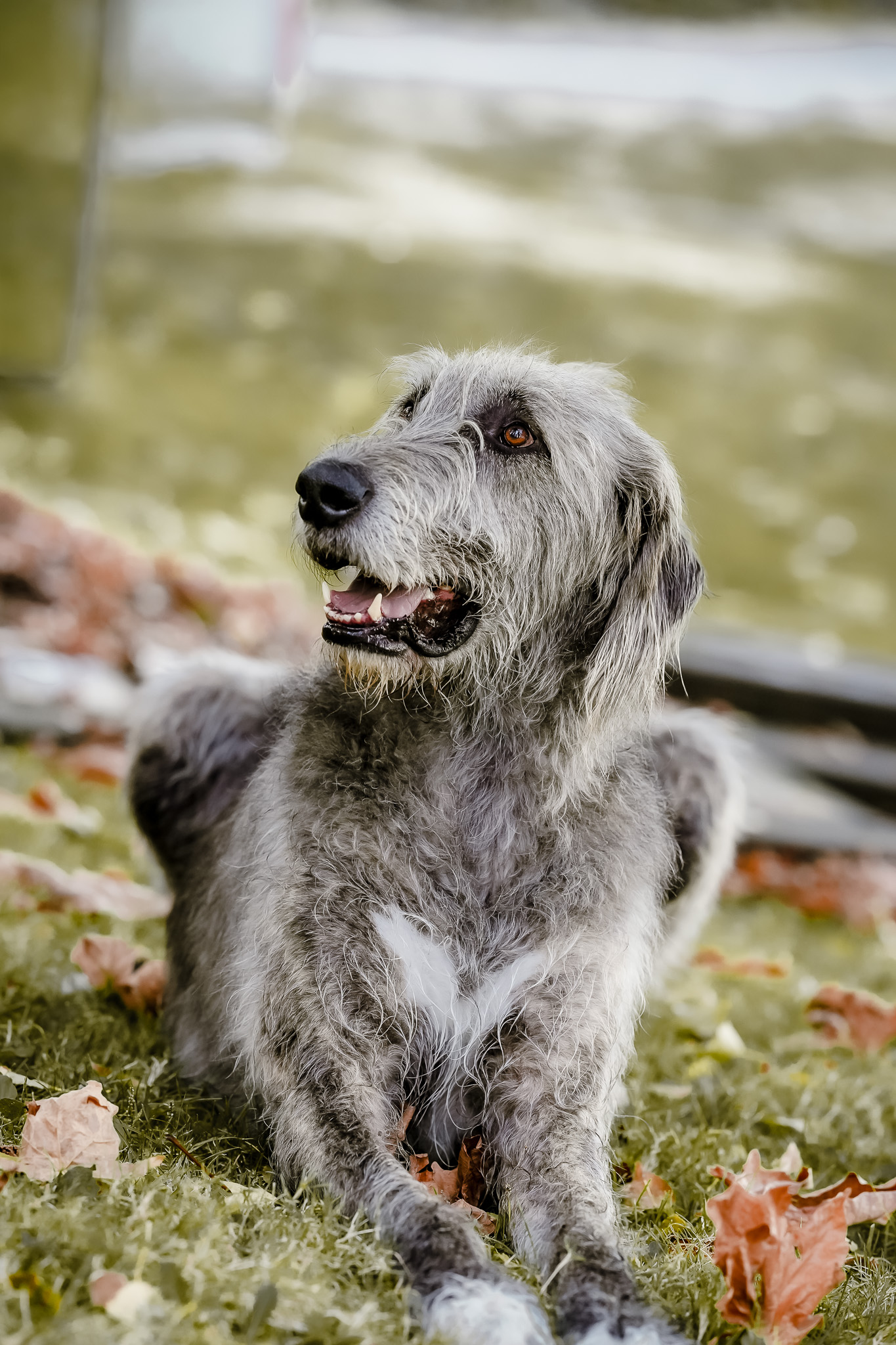 Grimm the Irish Wolfhound resting on grass among fallen leaves and looking upward