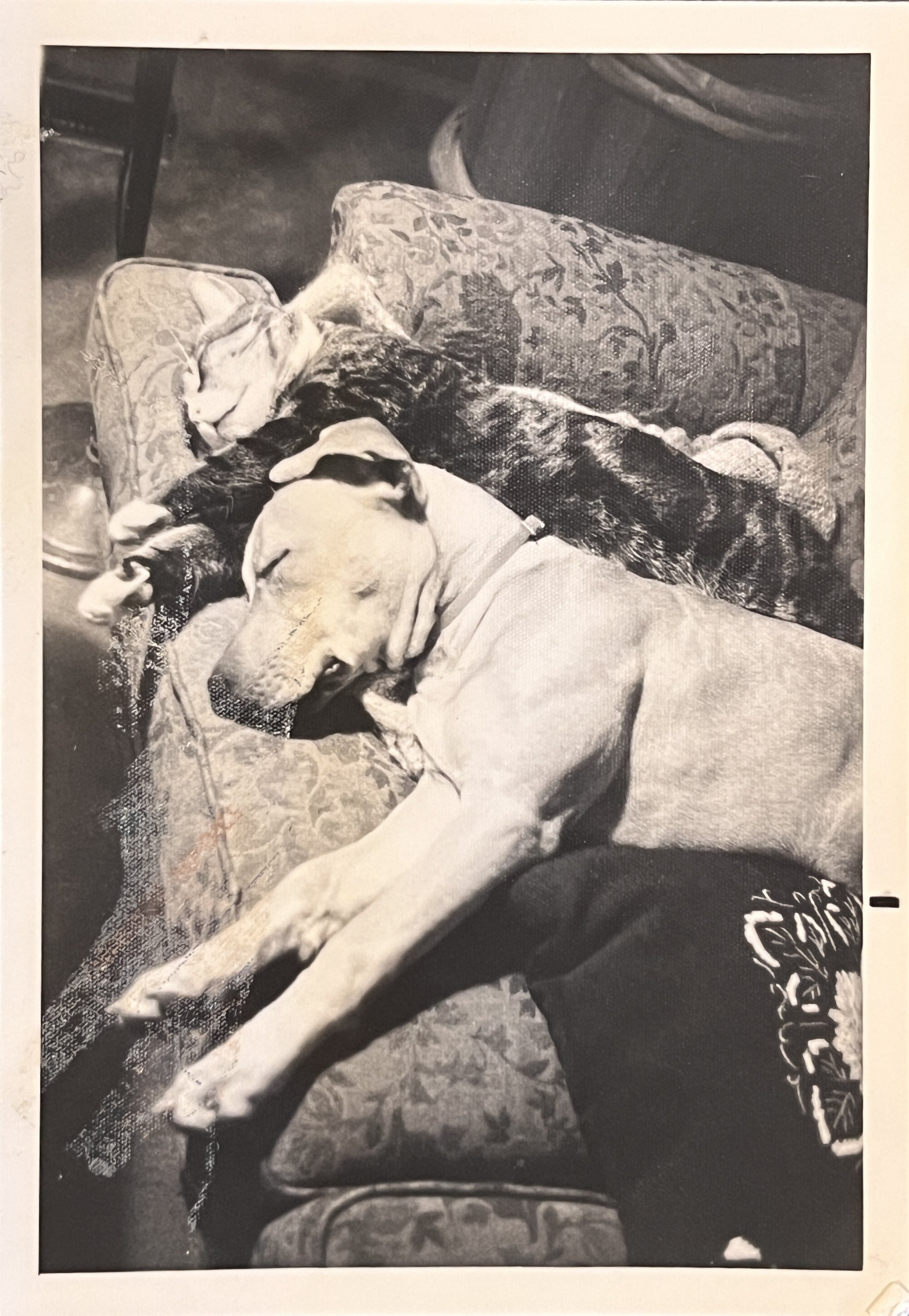 Old black-and-white photograph of Nadia sleeping beside the family cat