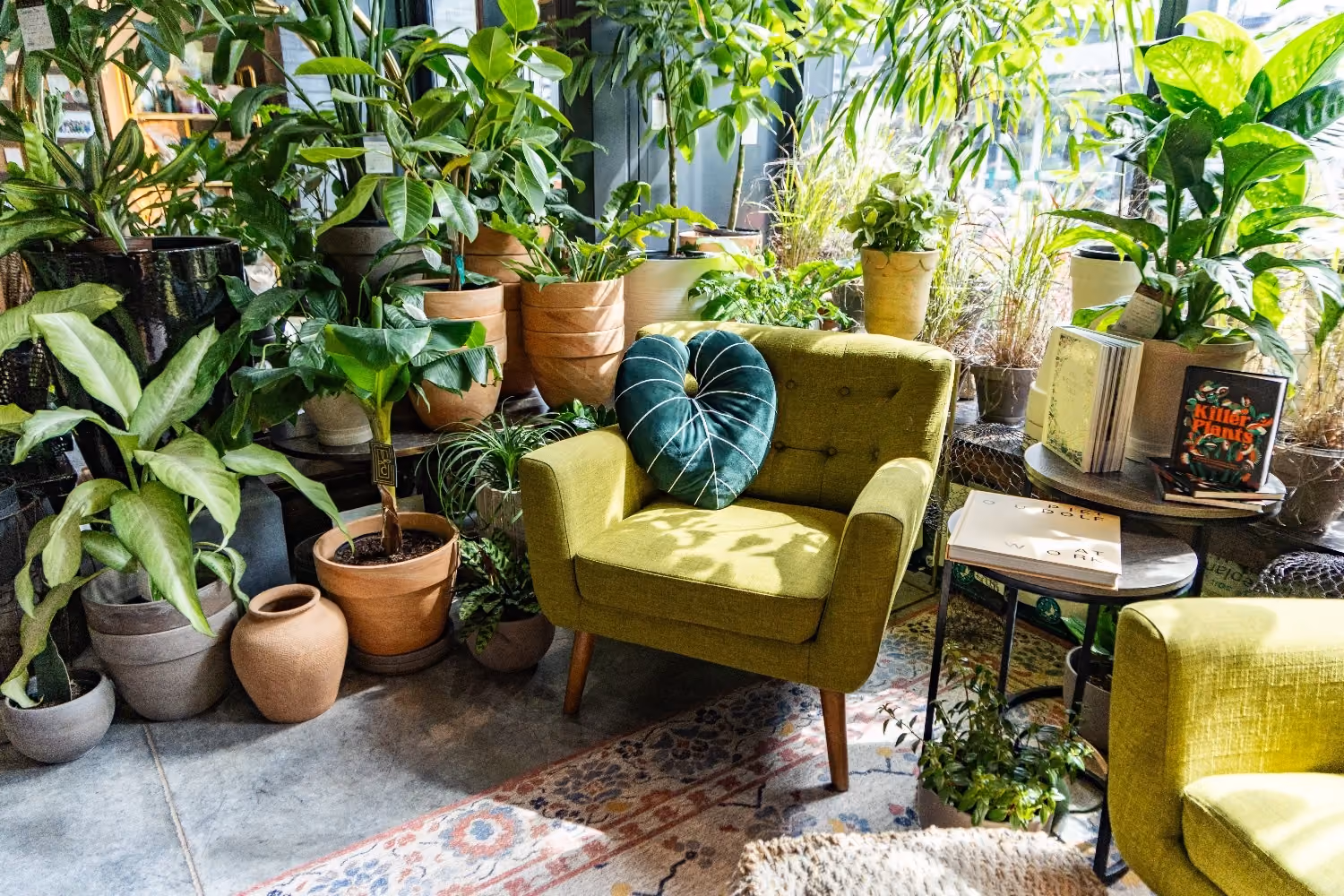 Hanging plants above a bright window