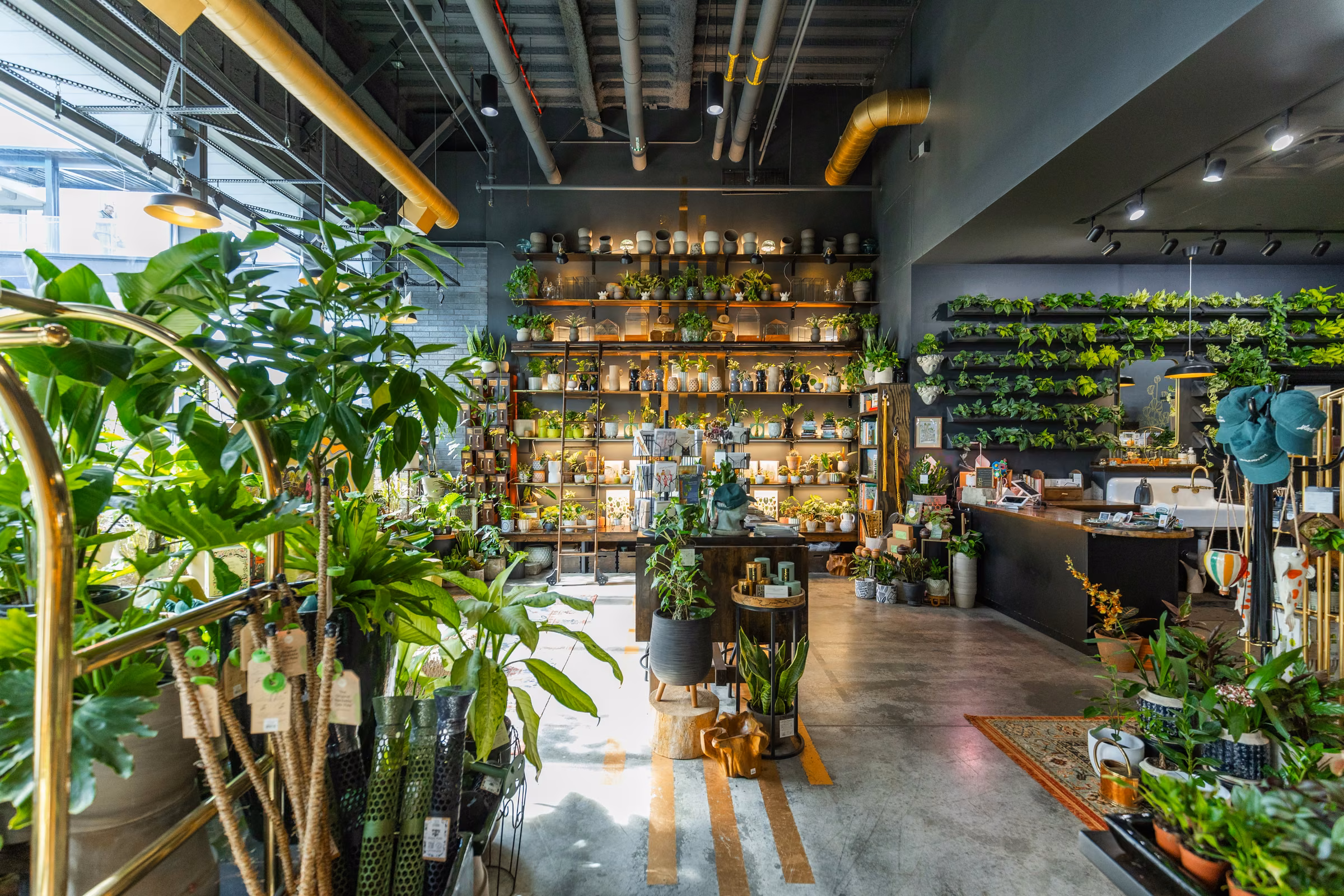 Tiered plant shelves and a wooden ladder seen across the shop floor